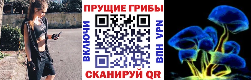 купить наркоту  блэк спрут ССЫЛКА  Галлюциногенные грибы Cubensis  Слюдянка 